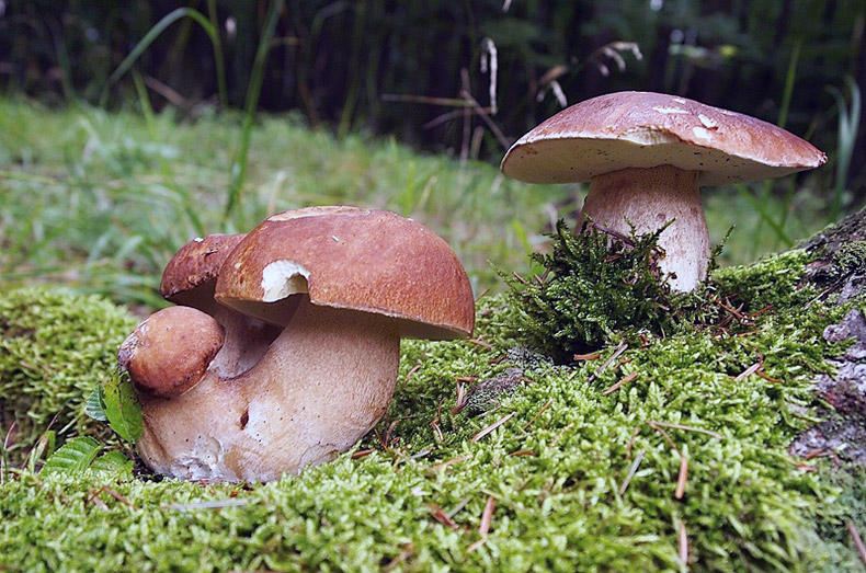 Карлов университет приглашает на выставку широкоформатных фотографий грибов