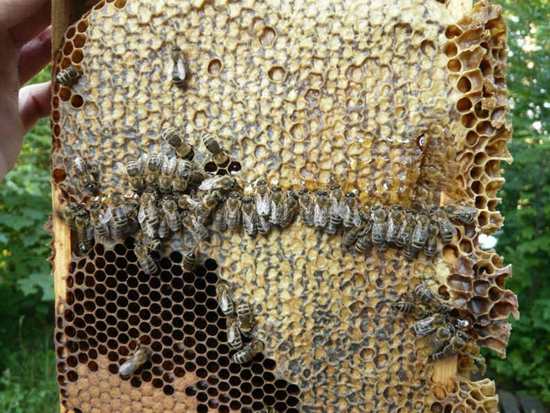 Пчеловодство на молекулярном уровне